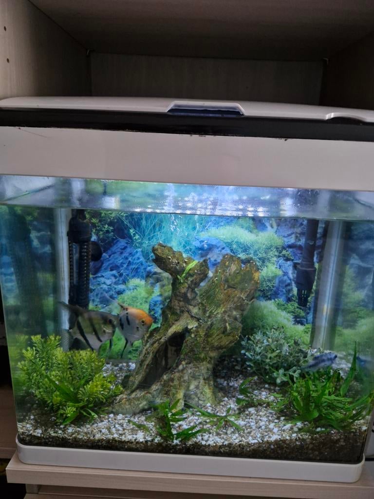 Aquarium, Ophalen