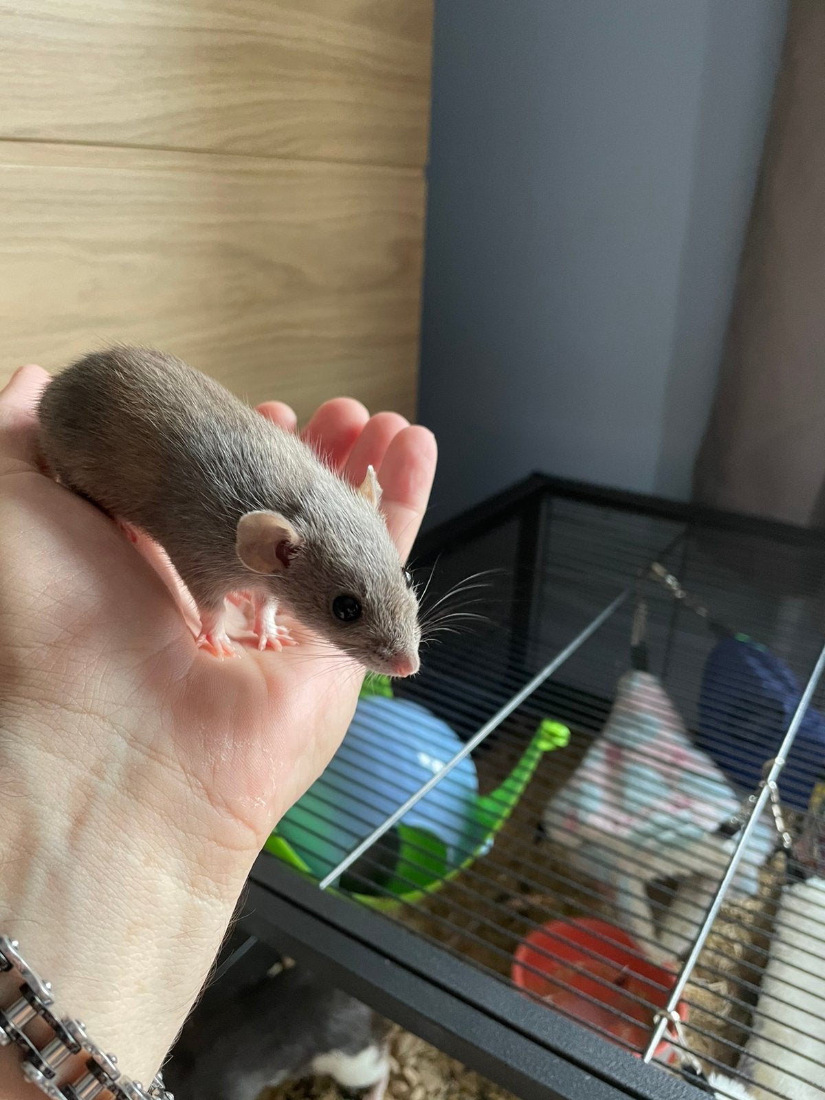 Te koop 3 mooie dwerg dumbo ratjes allemaal vrouwtjes, Dieren en Toebehoren, Knaagdieren, Rat, Vrouwelijk, Tam, Oktober