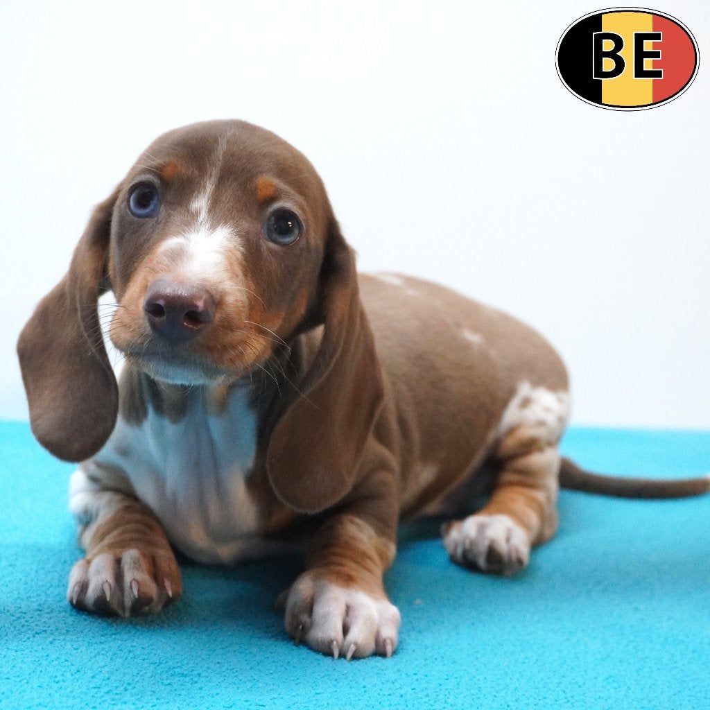 Teckel à poil court - Magnifiques chiots belges à vendre, Animaux & Accessoires, Commerçant, Poils courts, Maladie de Carré (chiens)