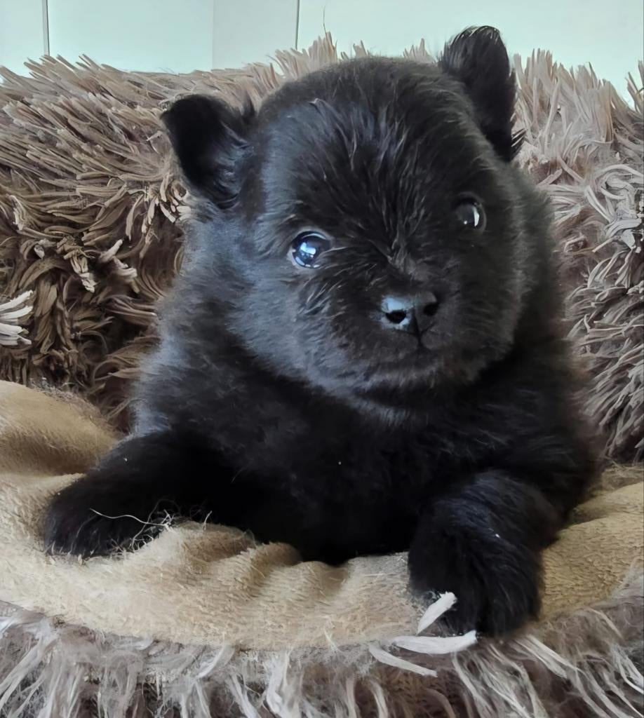 Chiots oies naines de Poméranie, Loulou, 8 à 15 semaines, Plusieurs, Éleveur | Loisir