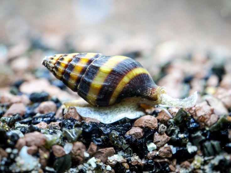 Helena slakken (DRINGEND), Dieren en Toebehoren, Vissen | Aquariumvissen, Slak of Weekdier