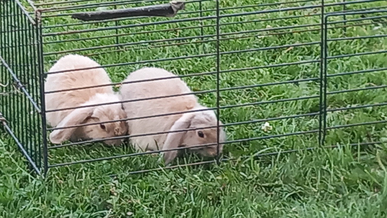 5 Nederlands hangoortjes te koop voedsters mogen hun nestje