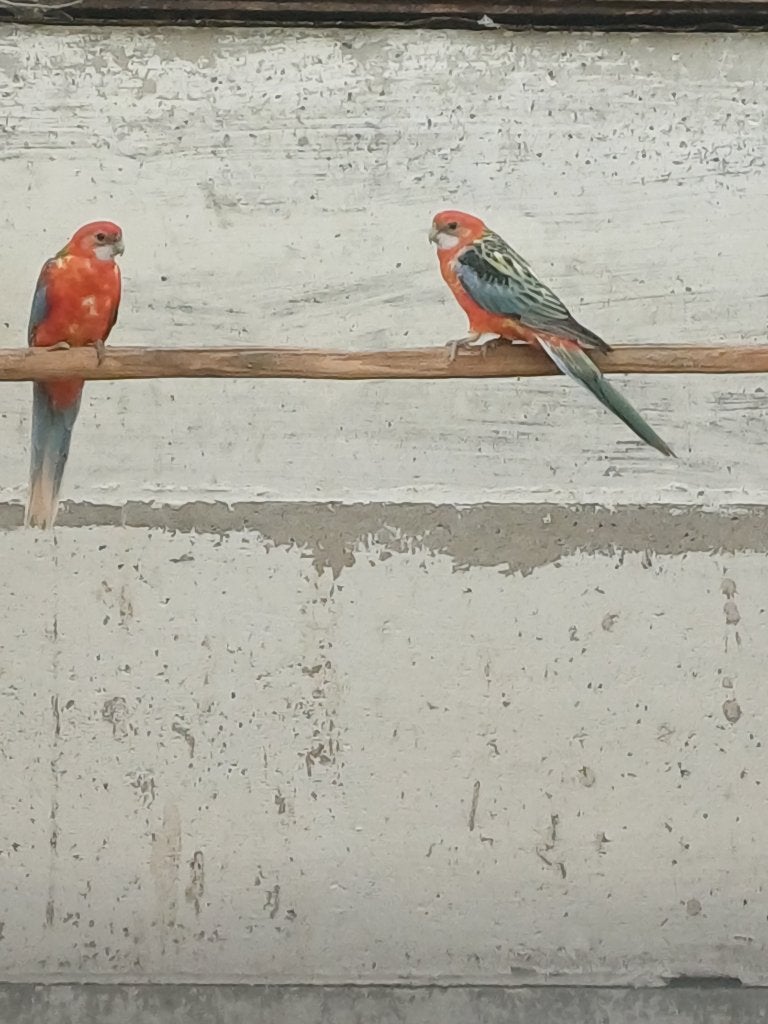 rosella, Dieren en Toebehoren, Meerdere dieren, Parkiet