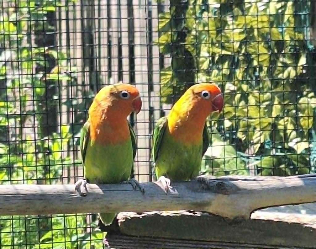 agapornis fischeri dwergpapegaai, Animaux & Accessoires, Sexe inconnu, Perroquet nain ou Inséparable, Domestique