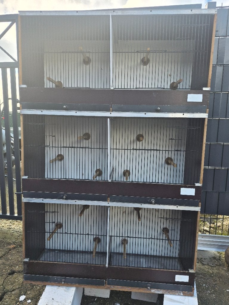 Volledig kweekmateriaal voor kanaries, Dieren en Toebehoren, Kleurkanarie