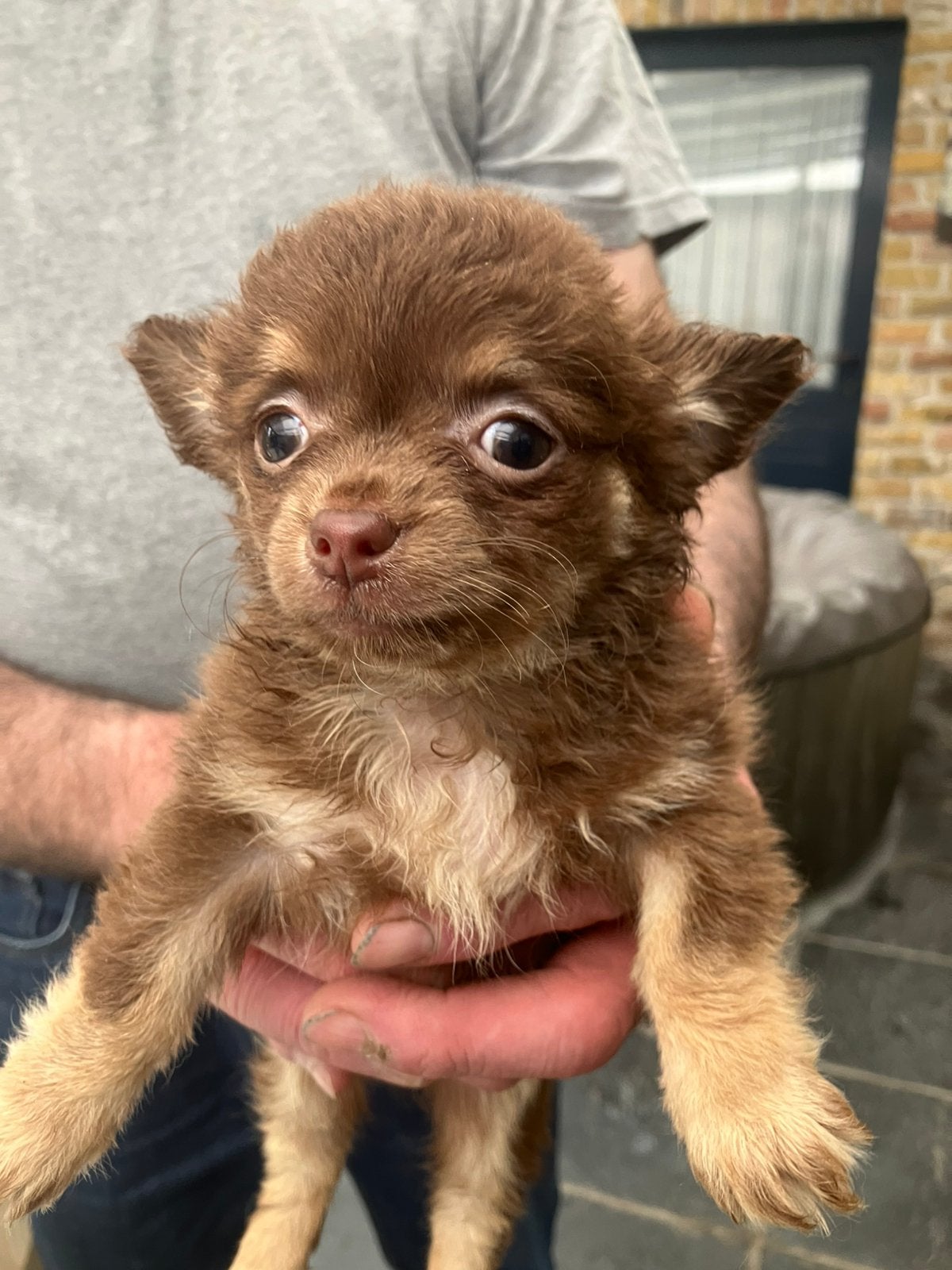 Te.koop mooie chihuahua zoeken een warm nestje, België, Fokker | Hobbymatig, 8 tot 15 weken, CDV (hondenziekte)
