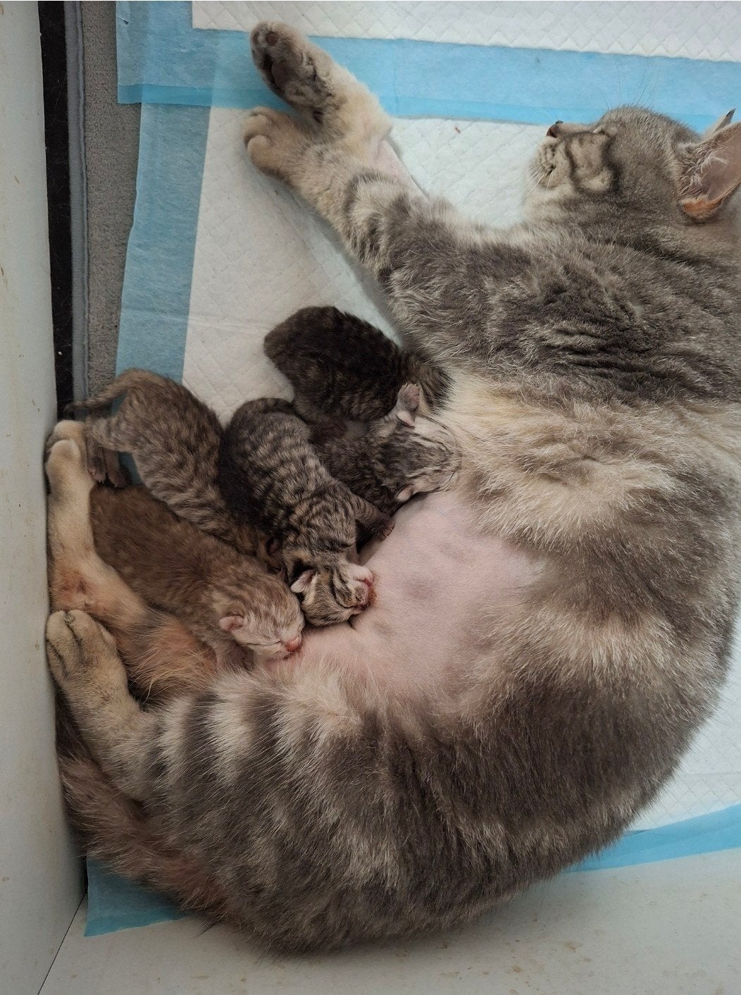 britse korthaar kittens, Meerdere dieren, Ontwormd, 0 tot 2 jaar