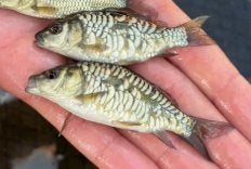 Gezocht: spiegelkarpers, Dieren en Toebehoren, Karper of Koi