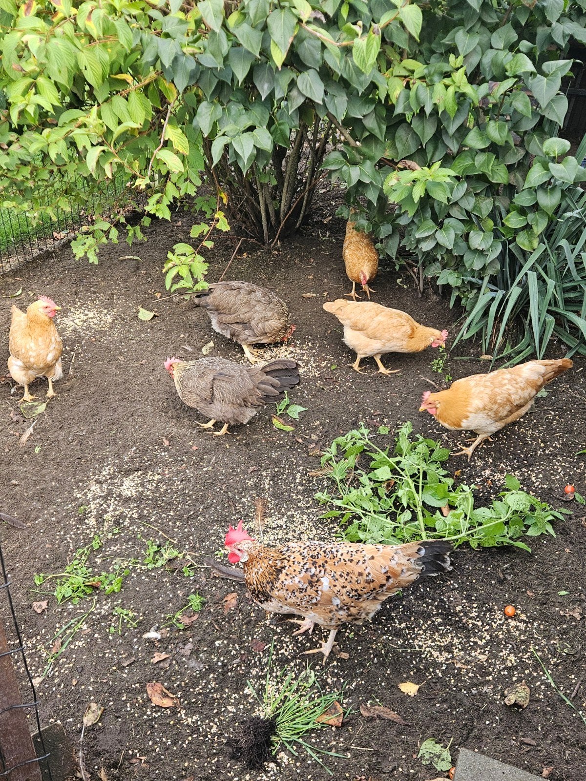 jonge leghorns hennen, Dieren en Toebehoren, Vrouwelijk, Kip