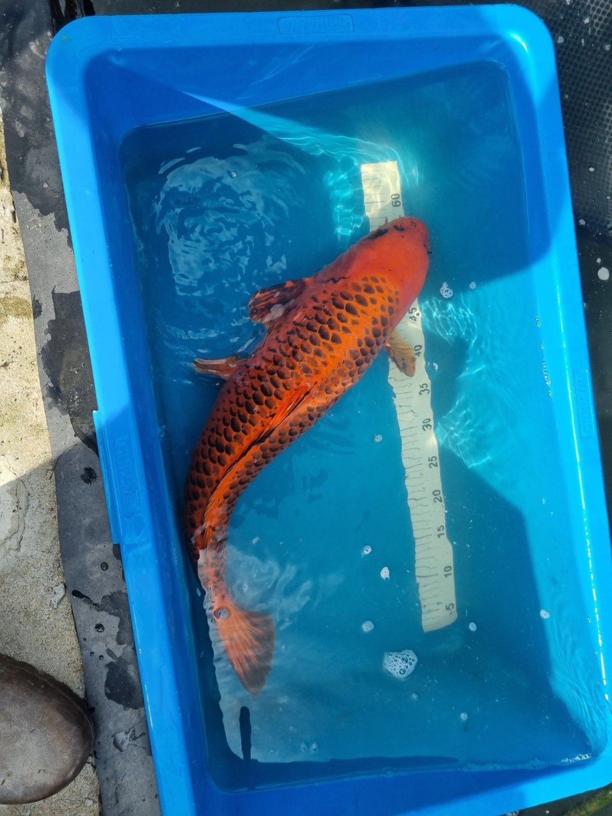Ki matsuba +- 65 cm, Dieren en Toebehoren, Vissen | Vijvervissen