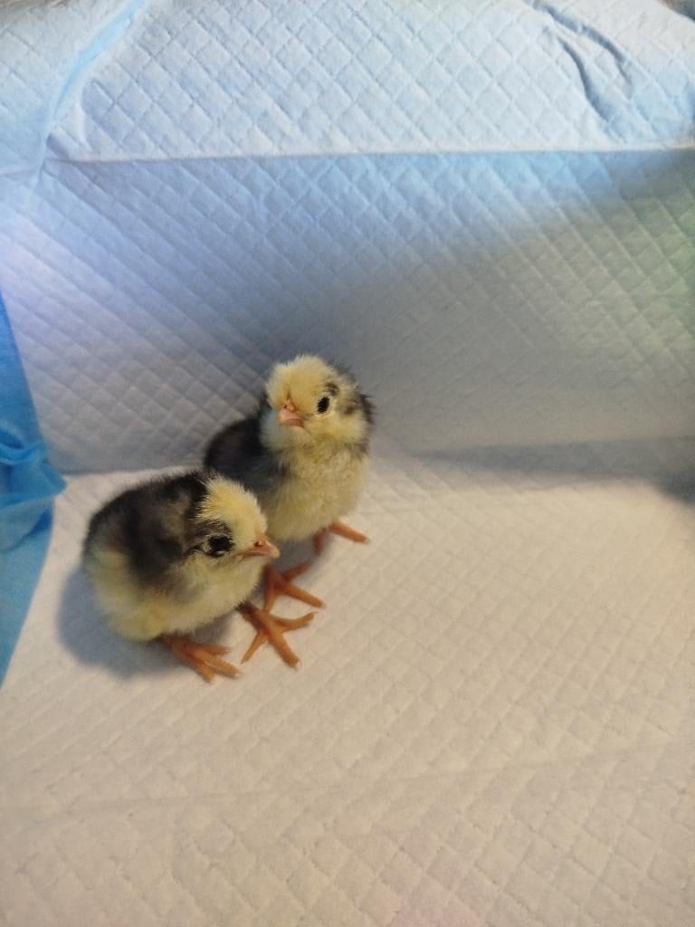 Kuikentjes, Dieren en Toebehoren