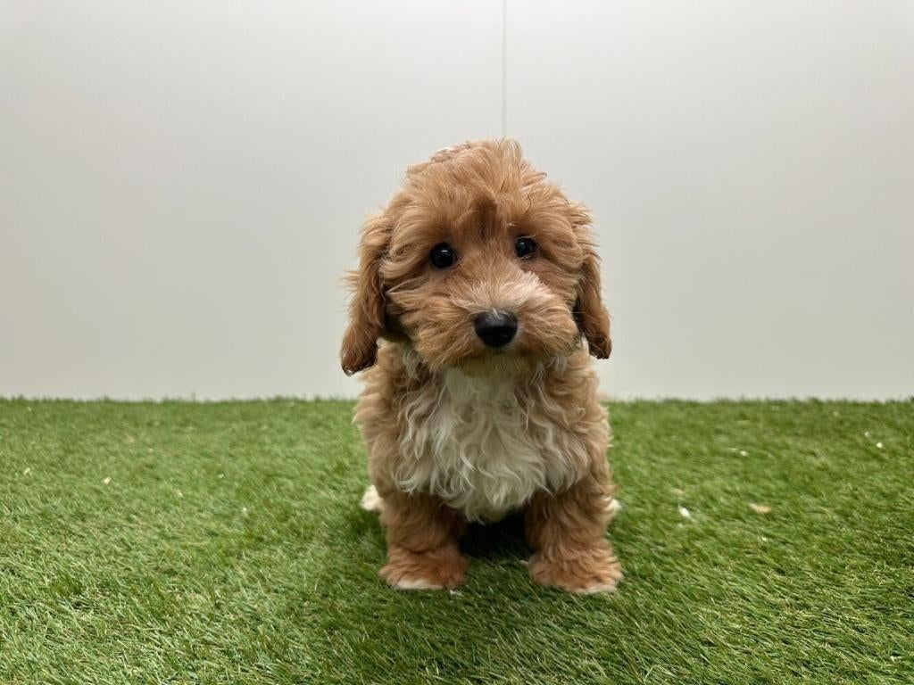 Maltipoo pups, België, 8 tot 15 weken, Parvo, Meerdere