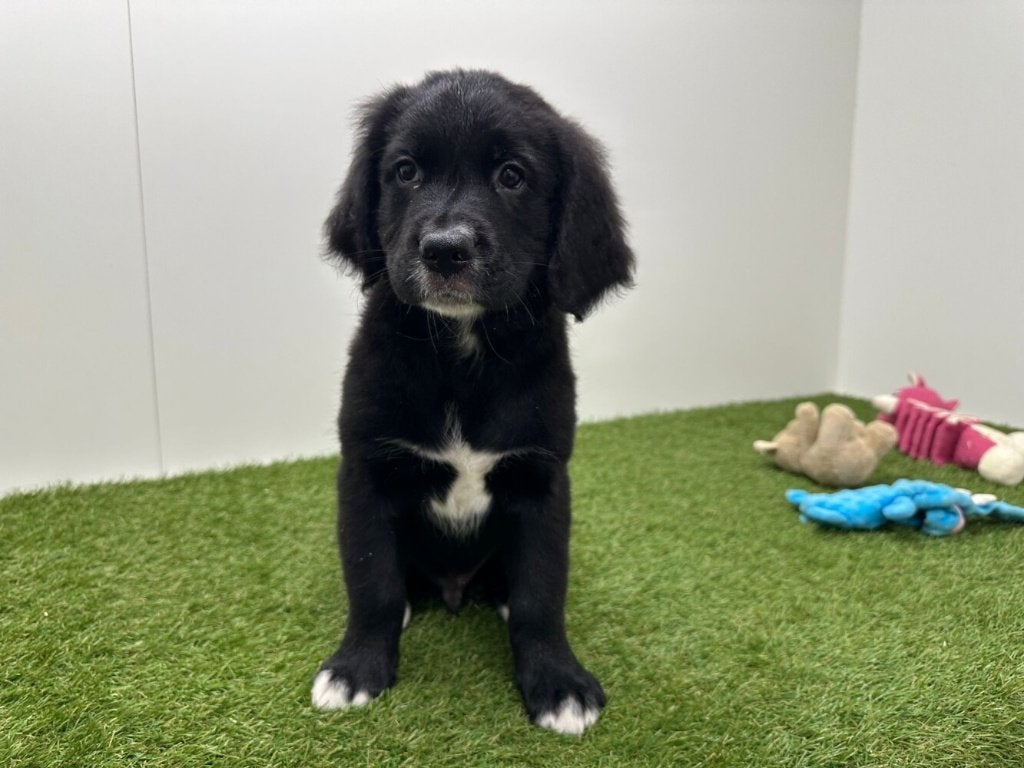 Golden Mountain Dog pups, Dieren en Toebehoren, Parvo, België, Reu, 8 tot 15 weken