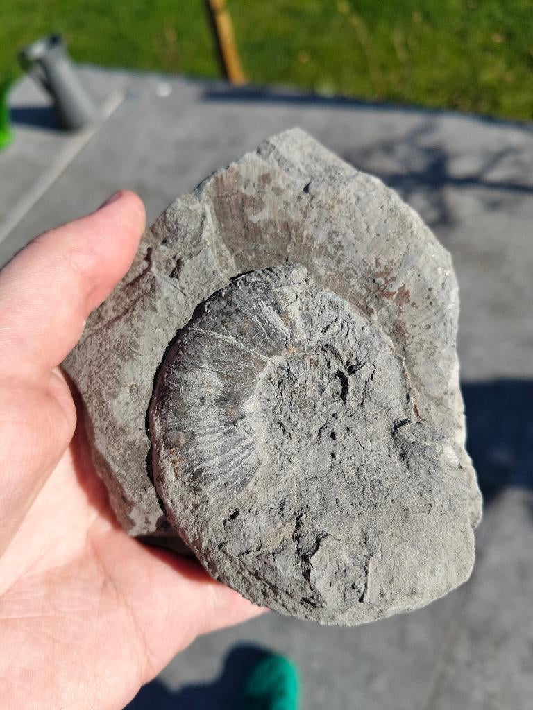 Ammonieten uit Frankrijk, Ophalen of Verzenden, Fossiel