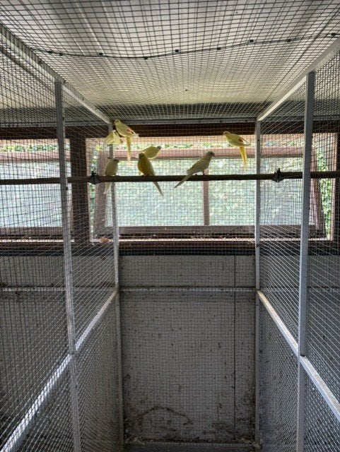 lutino roodruggen, Dieren en Toebehoren, Geringd