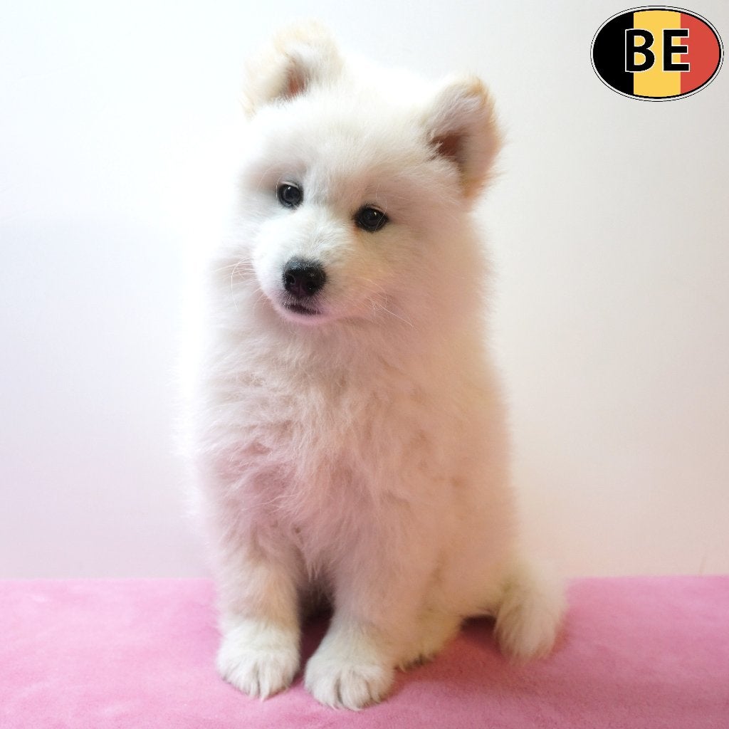 Belle et douce femelle Samoyède à vendre (chiot belge), Commerçant, Belgique, 8 à 15 semaines, Un chien