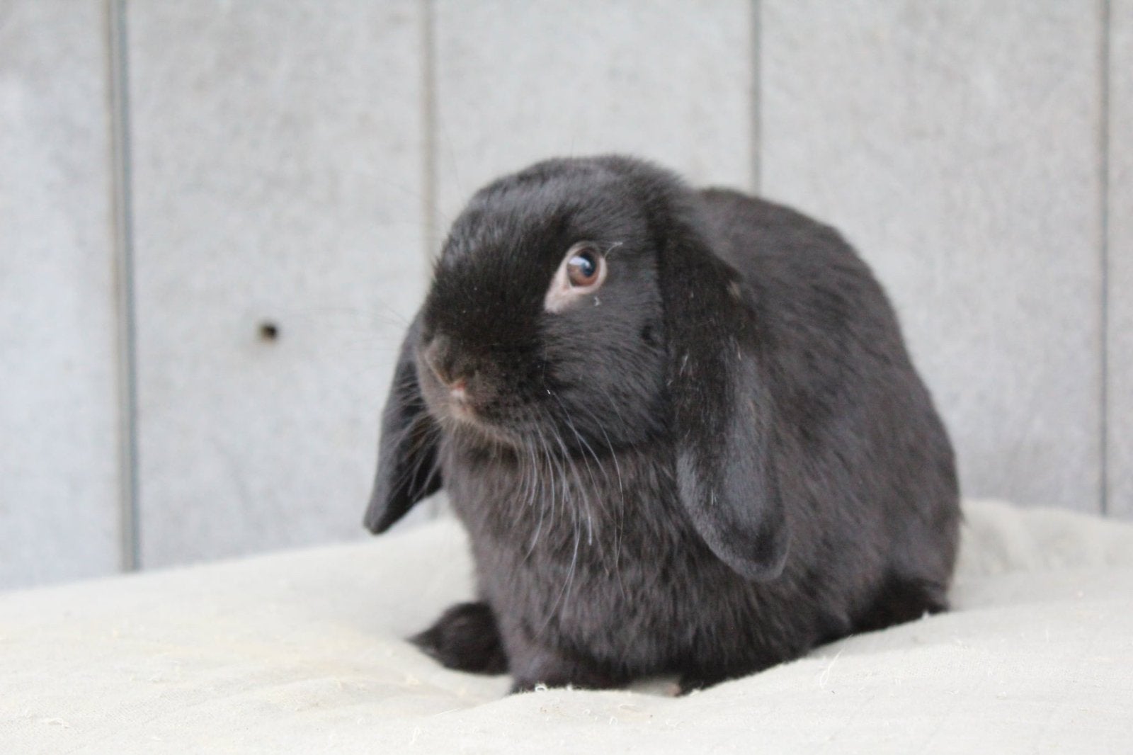 Nhd ram, Dieren en Toebehoren, Mannelijk, Klein, Hangoor, 0 tot 2 jaar