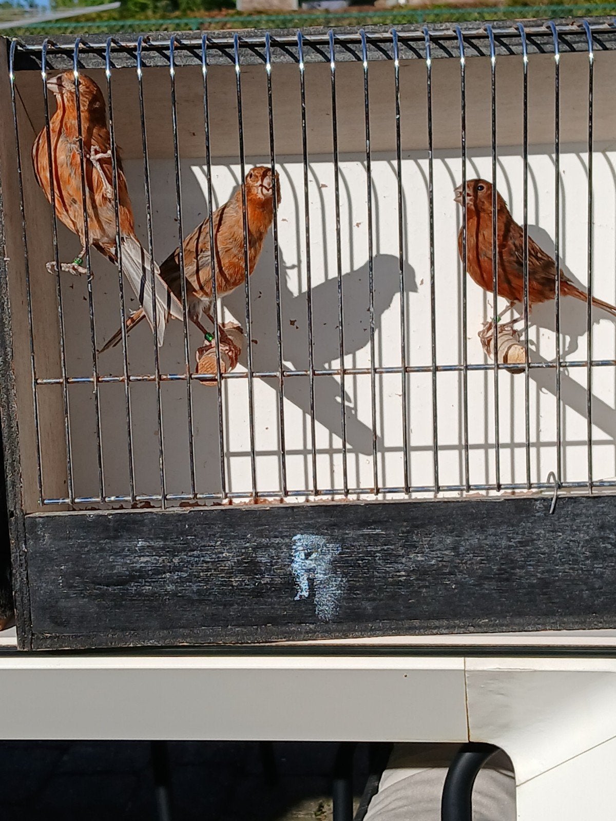 rood agaat 2026, Dieren en Toebehoren, Geringd