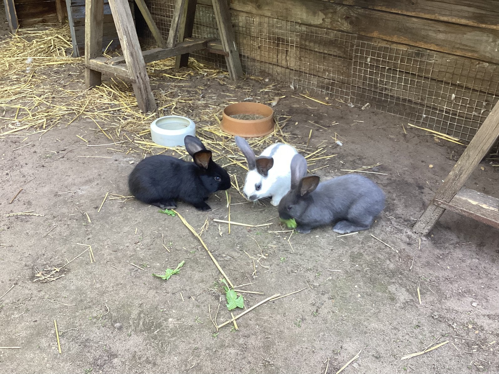 Reuzevlinder, Plusieurs animaux, Grand
