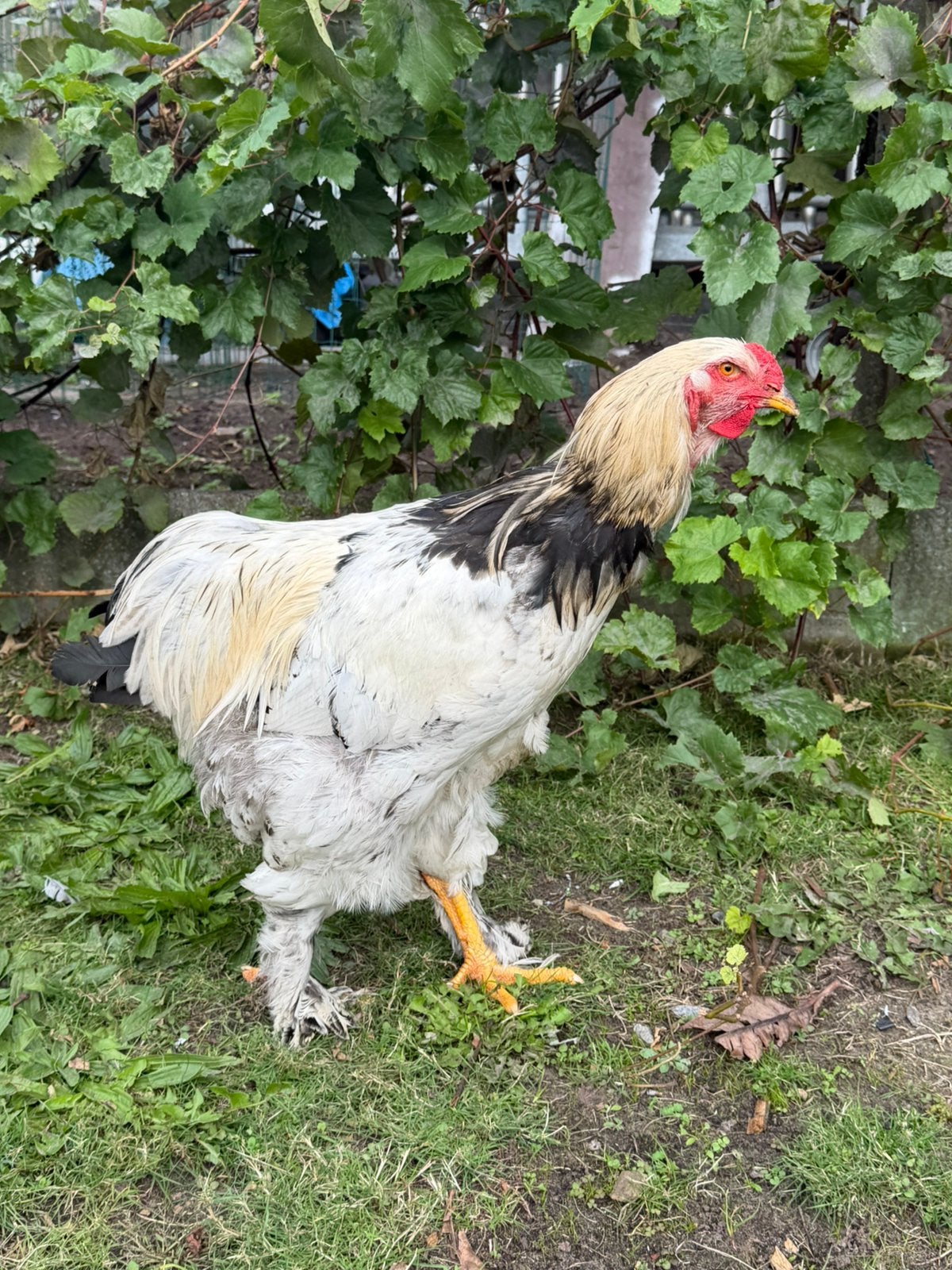 Brahma haan, Dieren en Toebehoren