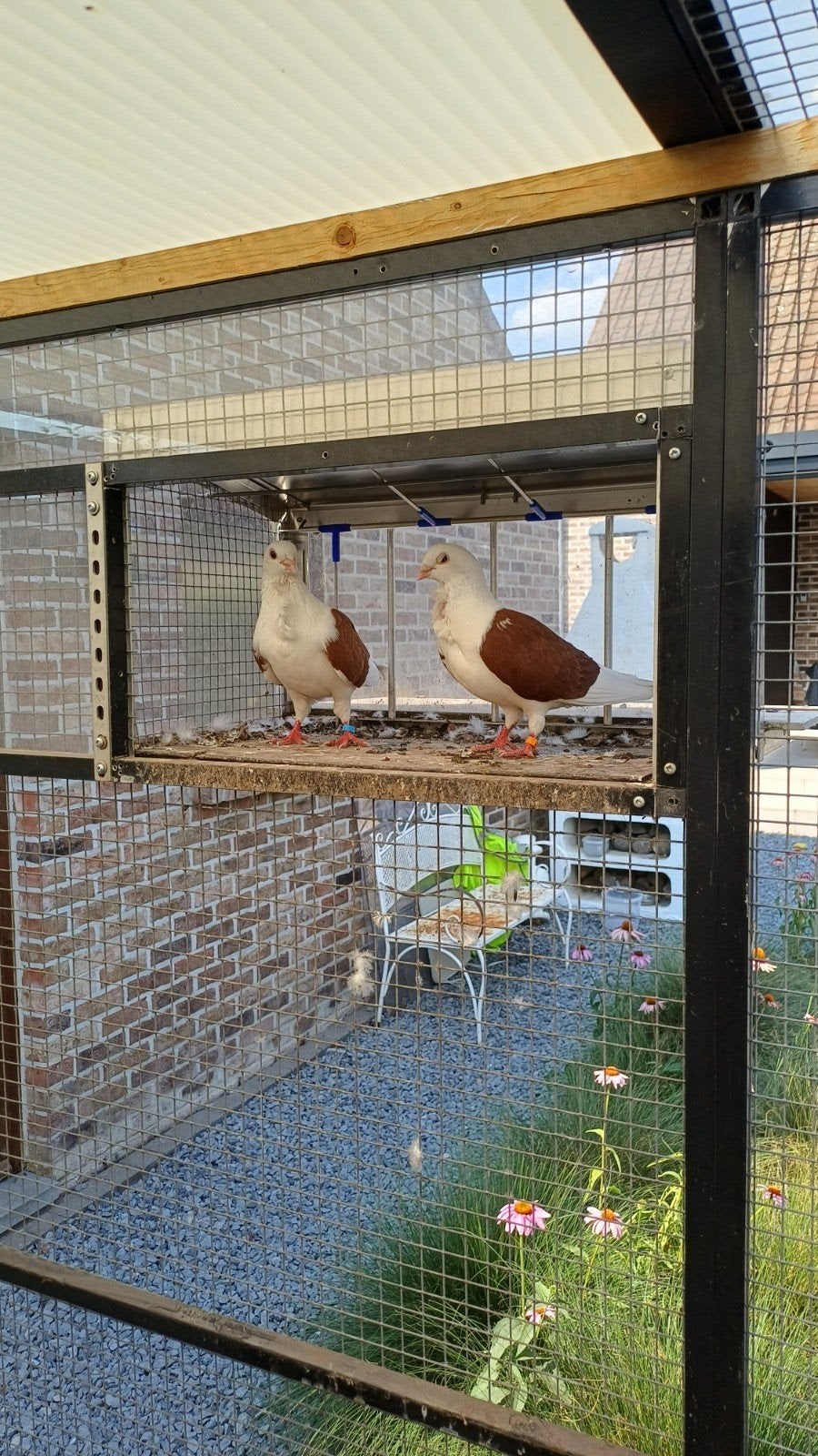2 luikse meeuwen