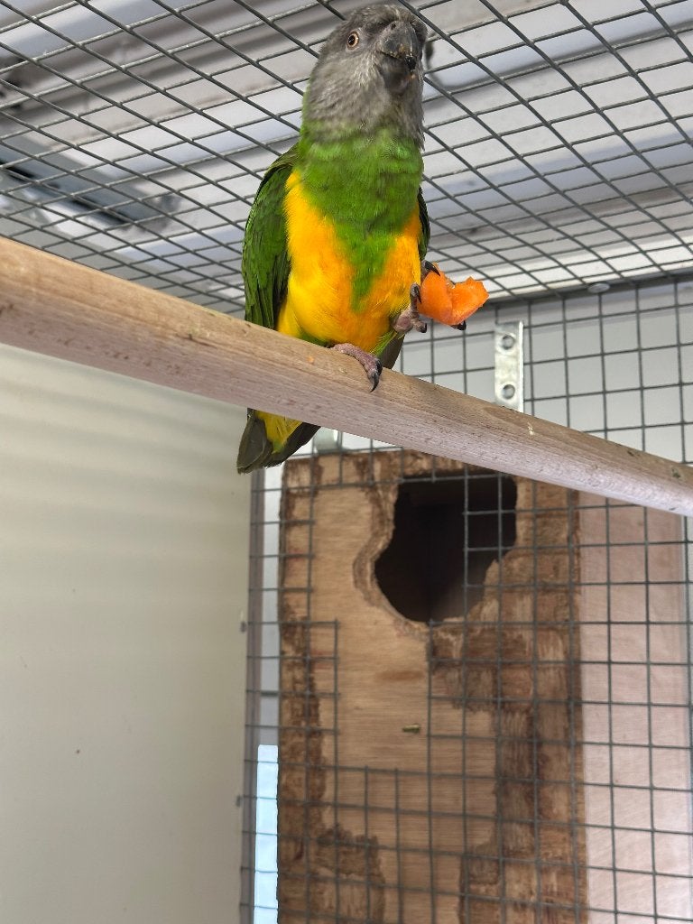 Mooi koppel Bonte Boeren, Dieren en Toebehoren, Meerdere dieren, Papegaai