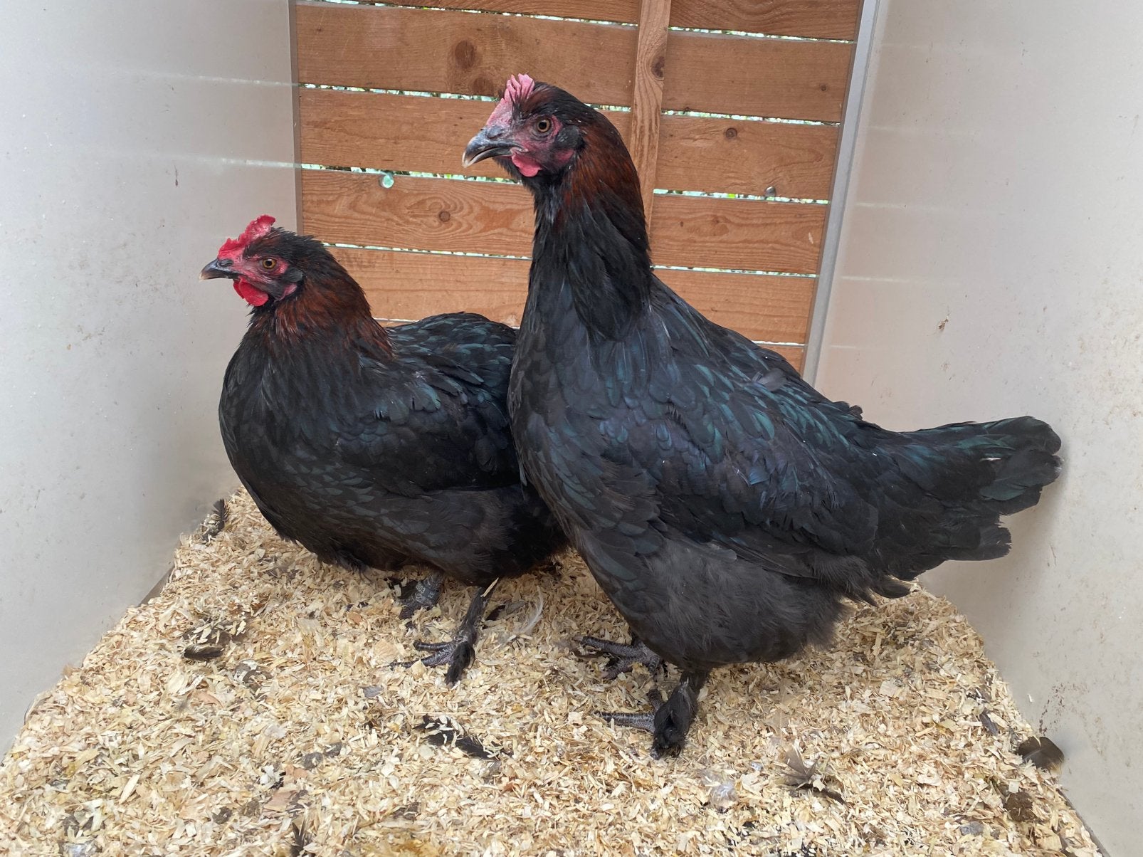 Marans zwart-koper hen, Dieren en Toebehoren