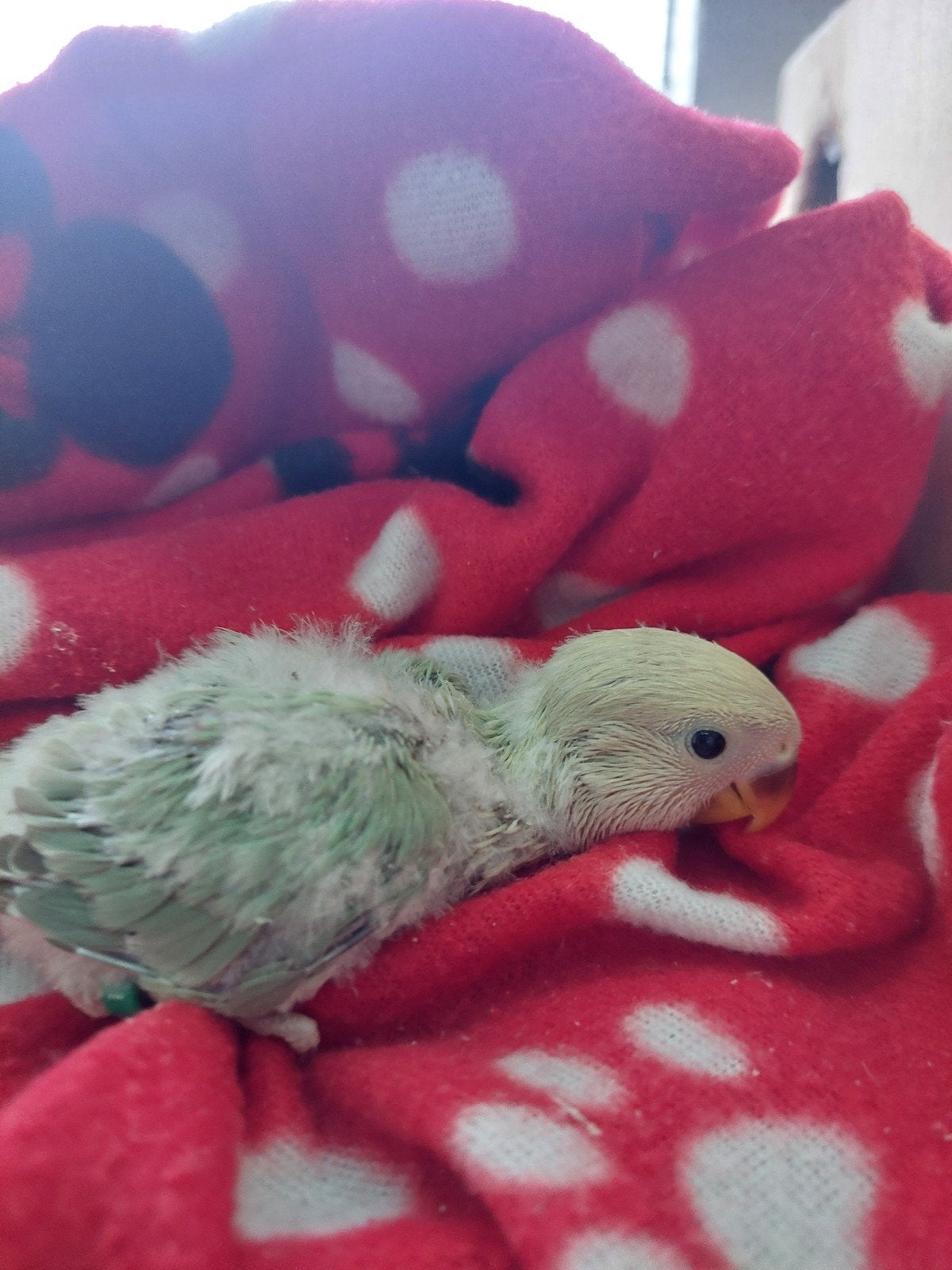 Agapornis handtamme baby, Bagué