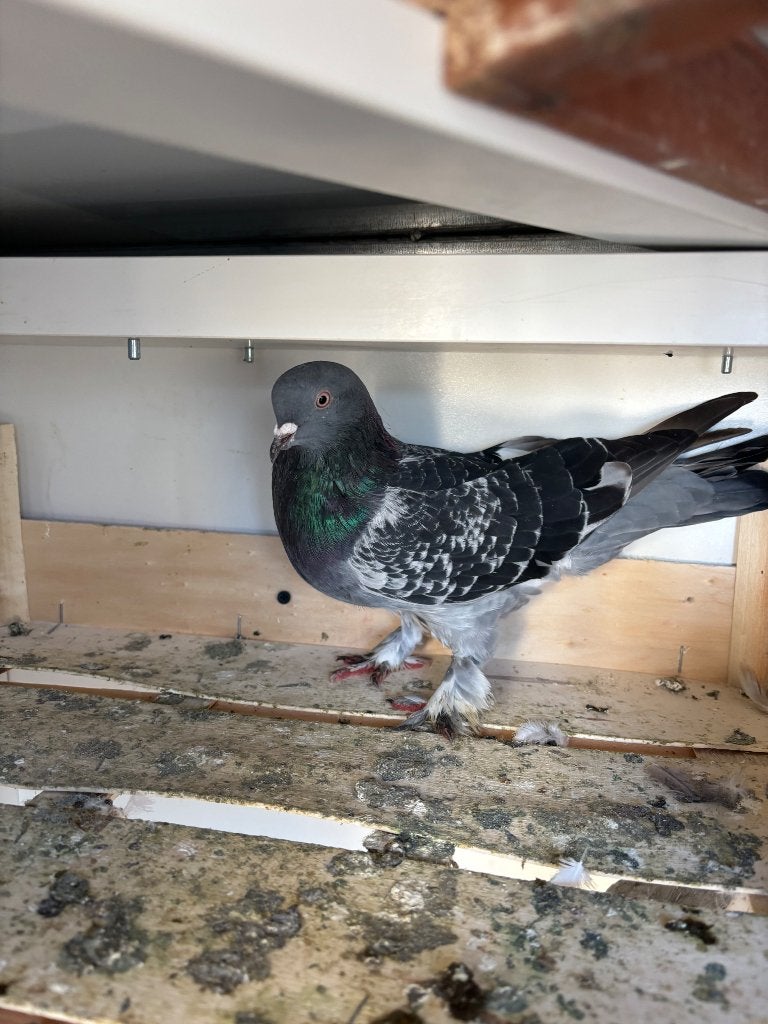 Takla güvercin, Dieren en Toebehoren