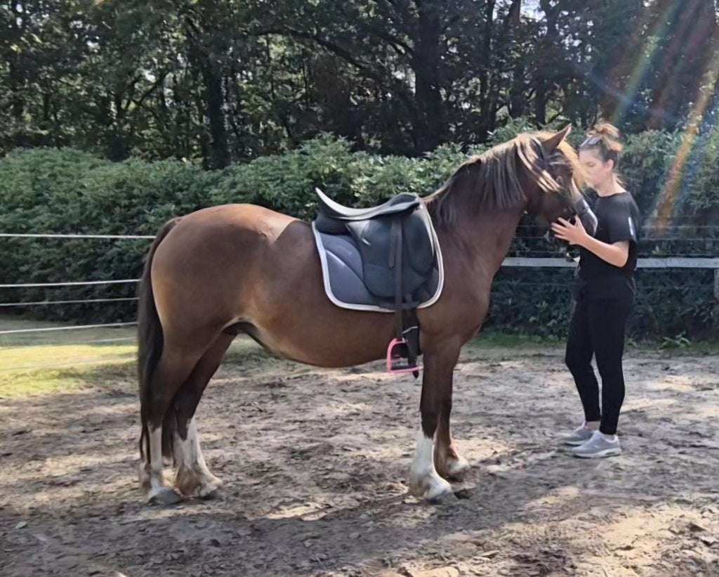 Vrolijke lieve Welsh C merrie, Dieren en Toebehoren, Pony's, Merrie, Met stamboom, Niet van toepassing, C pony (1.27m tot 1.37m)