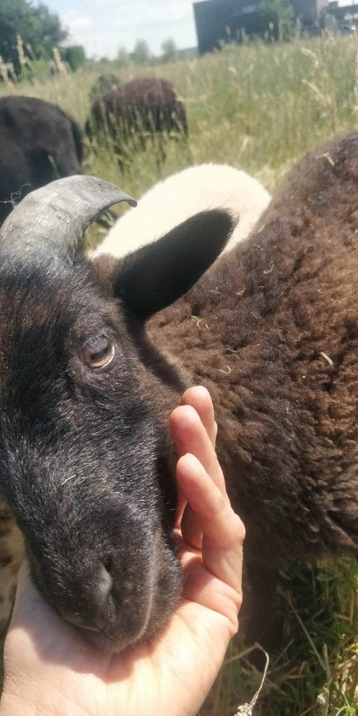 Lief ouessant bokje 50 euro, Mâle, Mouton, 0 à 2 ans