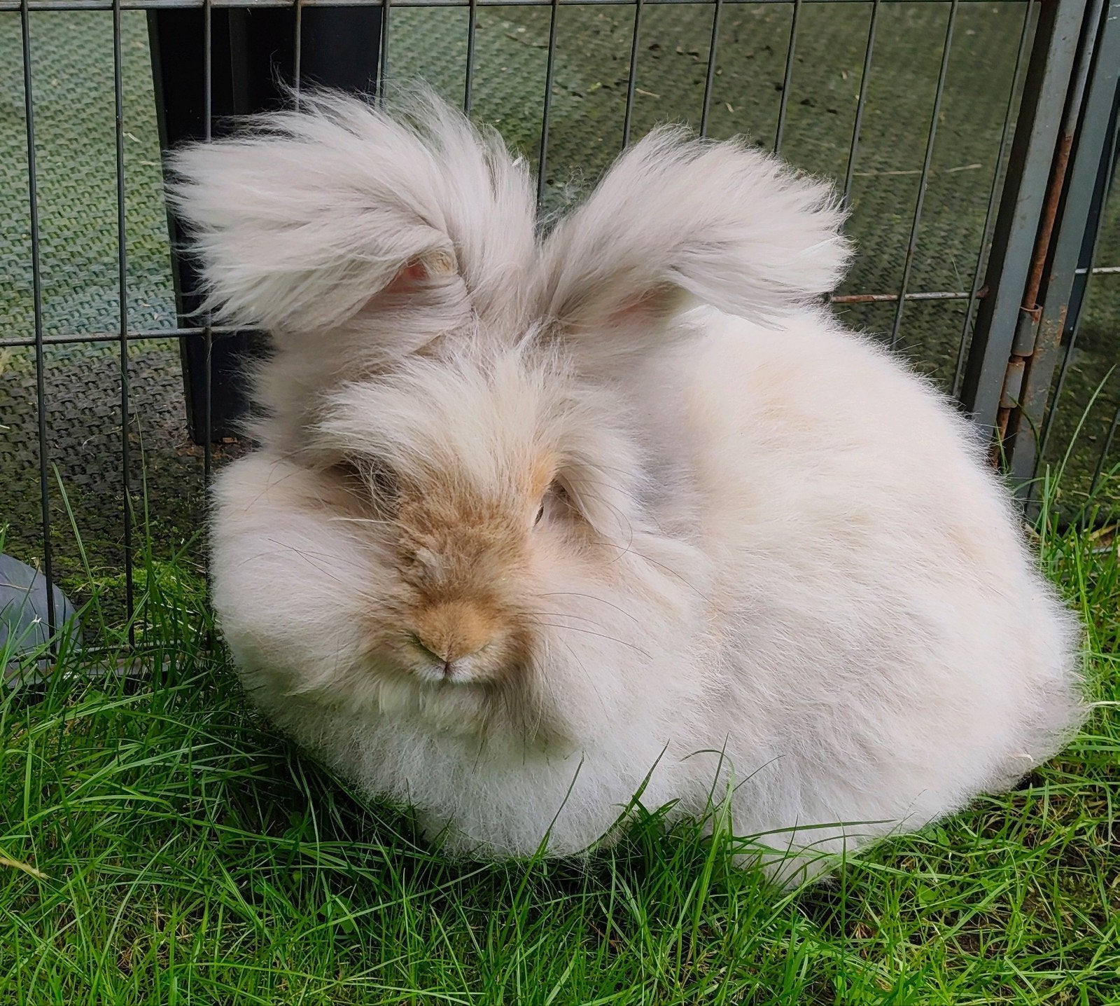 Ras zuiver Engelse Angora Voedster Fauve/ blue 1 jr oud, Dieren en Toebehoren