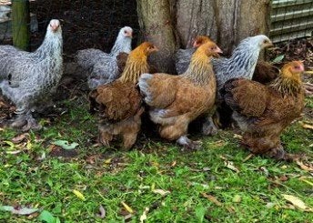 Poules pondeuses et poulets d'ornement - 0472-51.09.71 -A21h, Poule ou poulet