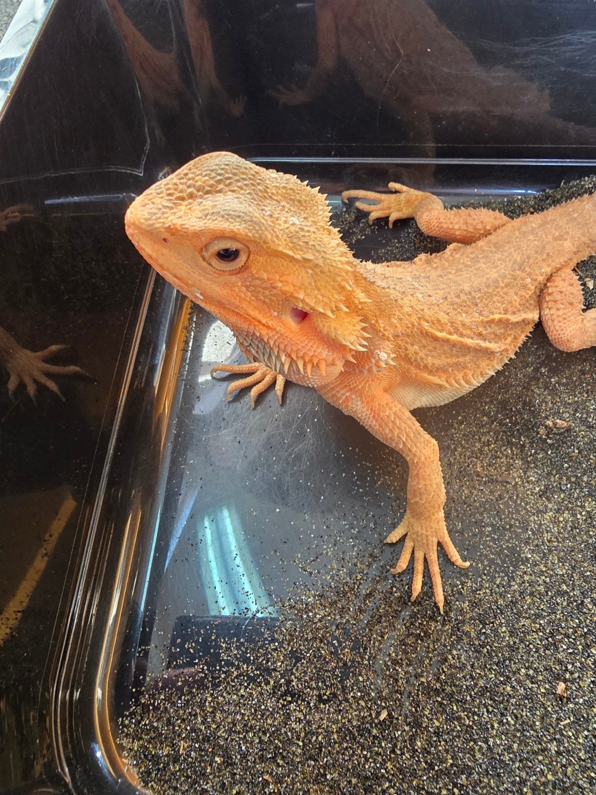 Prachtige vrouwelijke Translucent baardagaam, Amfibie