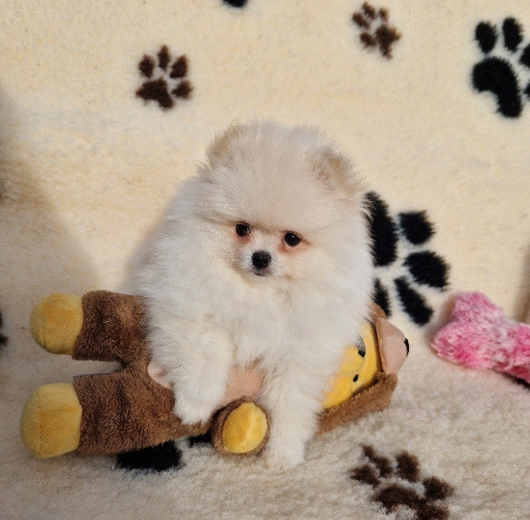 Dwergkees pomeranian pomeriaan pups, Loulou, 8 à 15 semaines, Plusieurs, Éleveur | Loisir