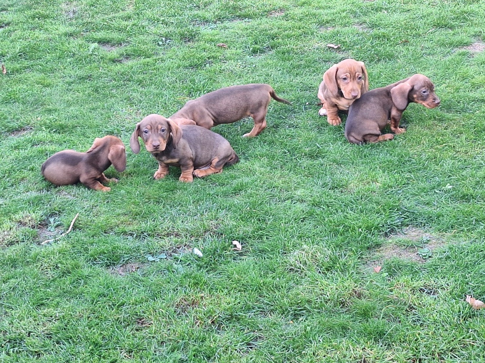 Dwergteckel puppy's, België, CDV (hondenziekte), 8 tot 15 weken, Korthaar