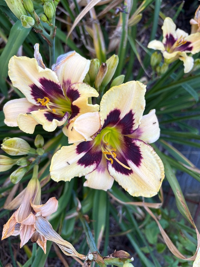 Hemerocallis Moonlight Masquerade, Fulva, Midnight Magic +, Tuin en Terras, Vaste plant, Halfschaduw, Zomer, Ophalen