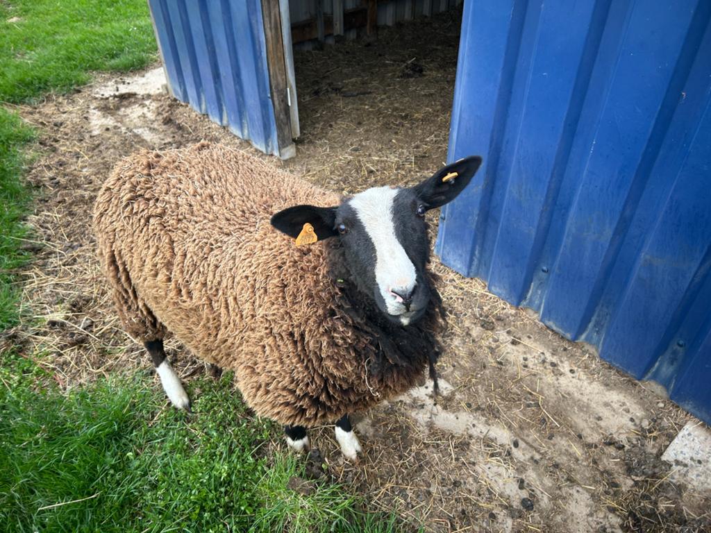 Zeer mooie zwartbles ooi - 1 j oud, Dieren en Toebehoren, Schapen, Geiten en Varkens