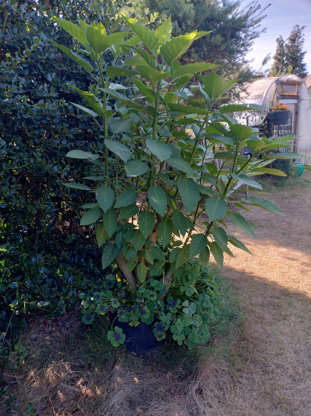 Datura ,reuzenkelk in pot, Jardin & Terrasse, Enlèvement, Été, Plante fixe, Plein soleil