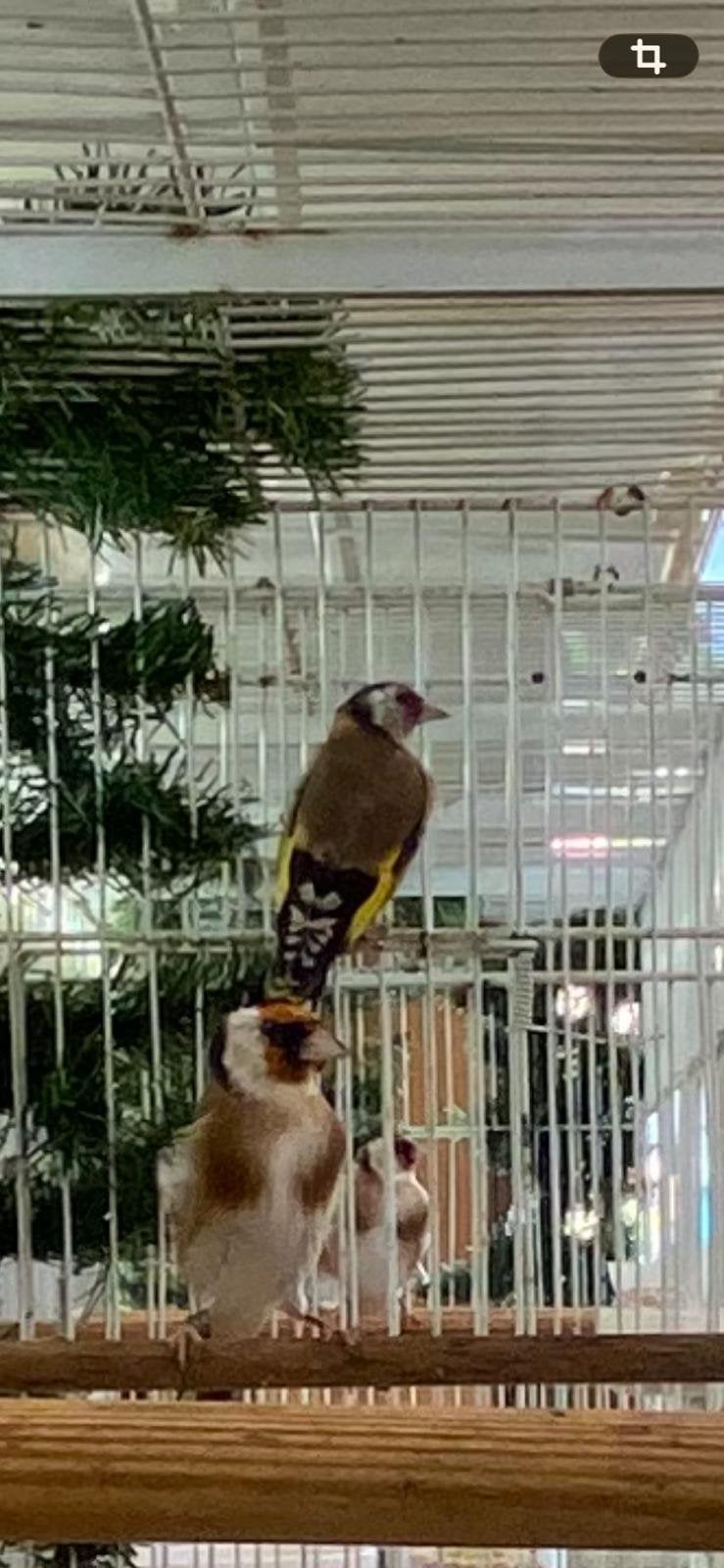 Petits chardonnerets, Animaux & Accessoires, Plusieurs animaux, Oiseau chanteur sauvage, Bagué
