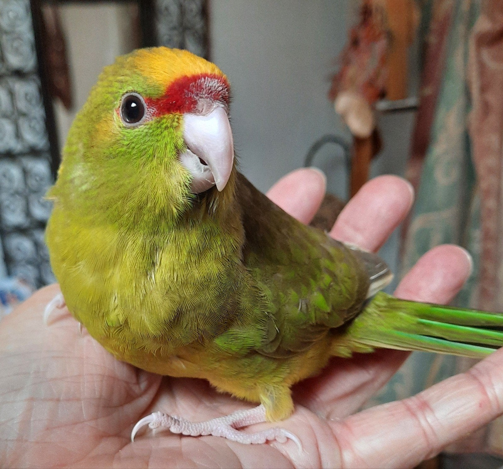 Kakariki EAM  MALE, Femelle