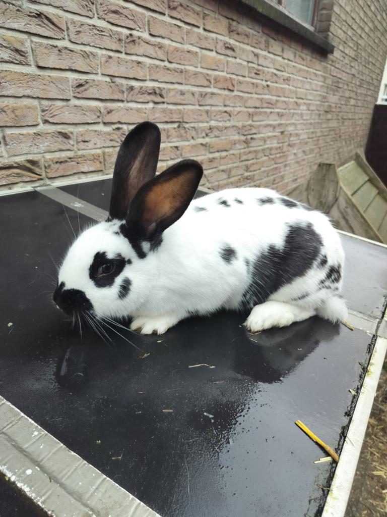 Konijn, Dieren en Toebehoren, Konijnen