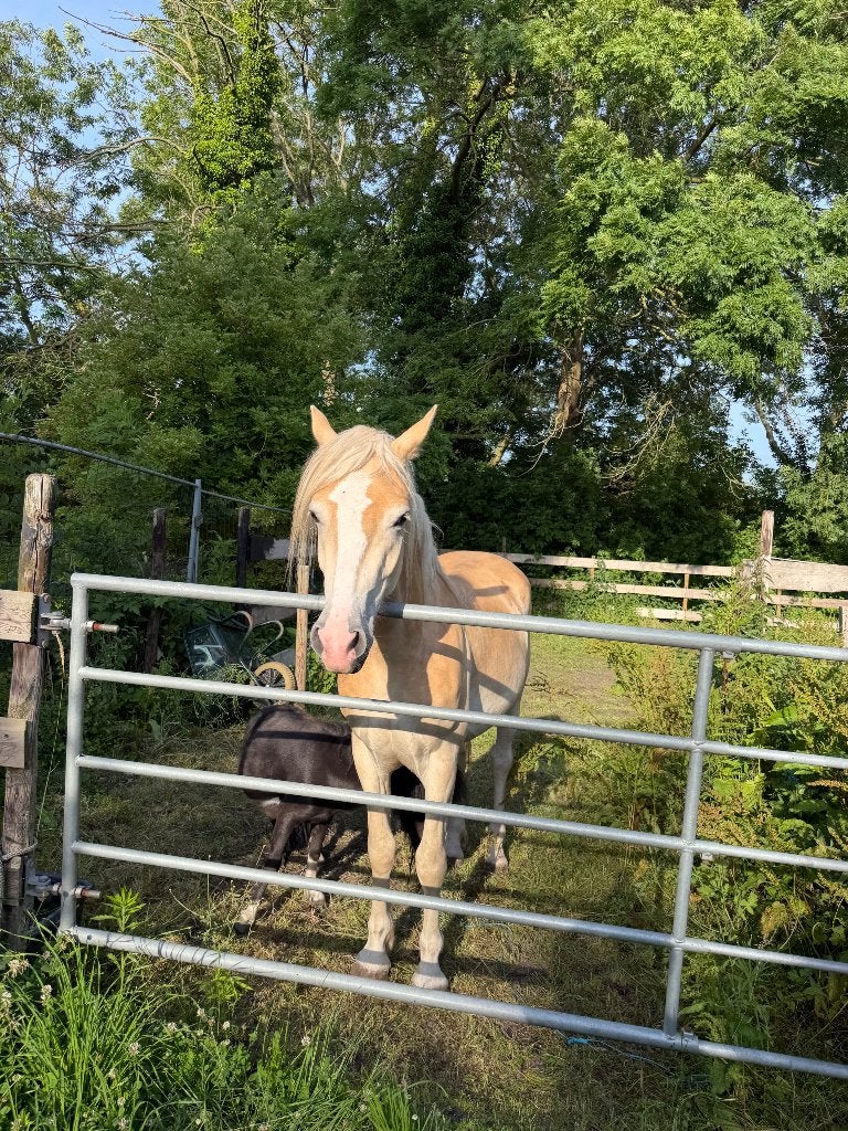 Moonlight 3 jarige ruin, Dieren en Toebehoren, Paarden, Minder dan 160 cm, Ruin, 3 tot 6 jaar, Ontwormd