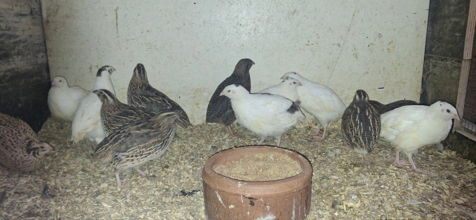 jonge Japanse kwartels, Dieren en Toebehoren, Meerdere dieren, Overige soorten