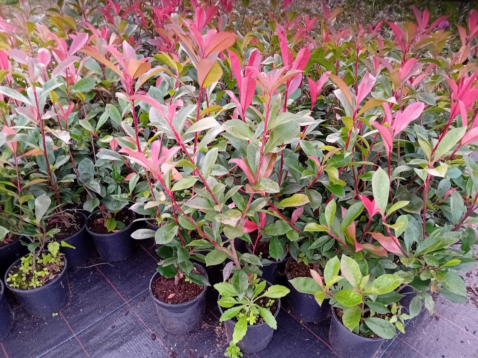 Photinia Red Robin Haagplanten, Enlèvement