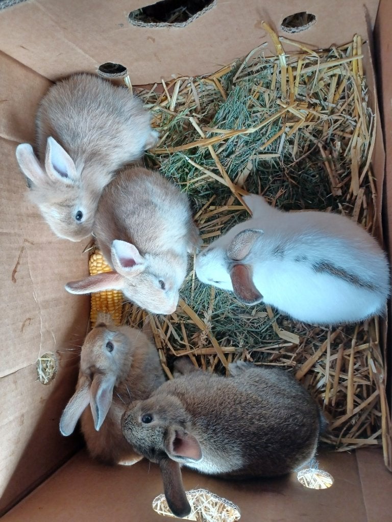 dwerg konijntjes, Dwerg