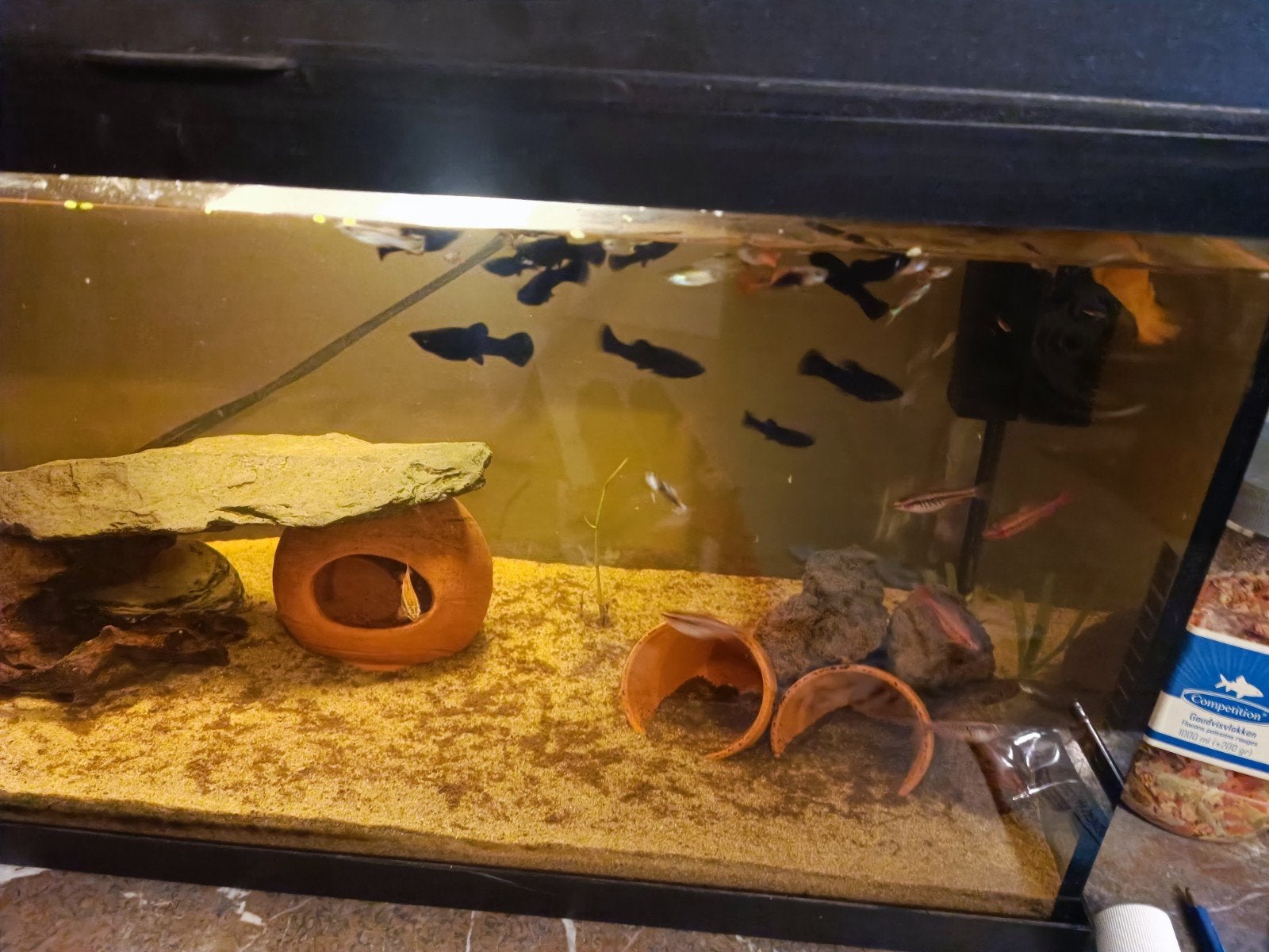 Mollys, guppys en cherry barbelen, Dieren en Toebehoren, Vissen | Aquariumvissen