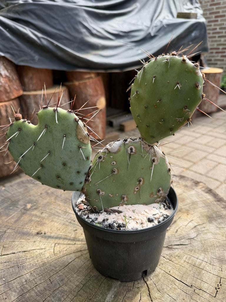 Winterharde cactussen Engelmannii, Tuin en Terras, Ophalen
