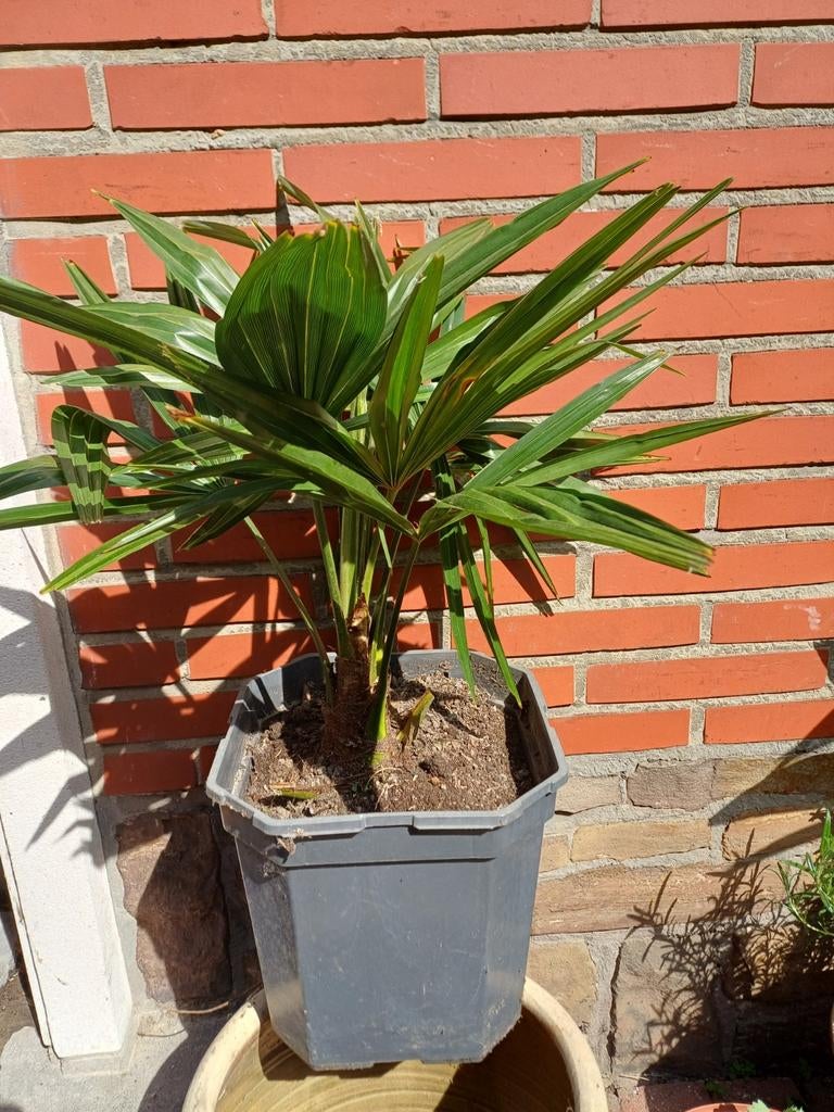 Chinese waaierpalm, Tuin en Terras, Ophalen
