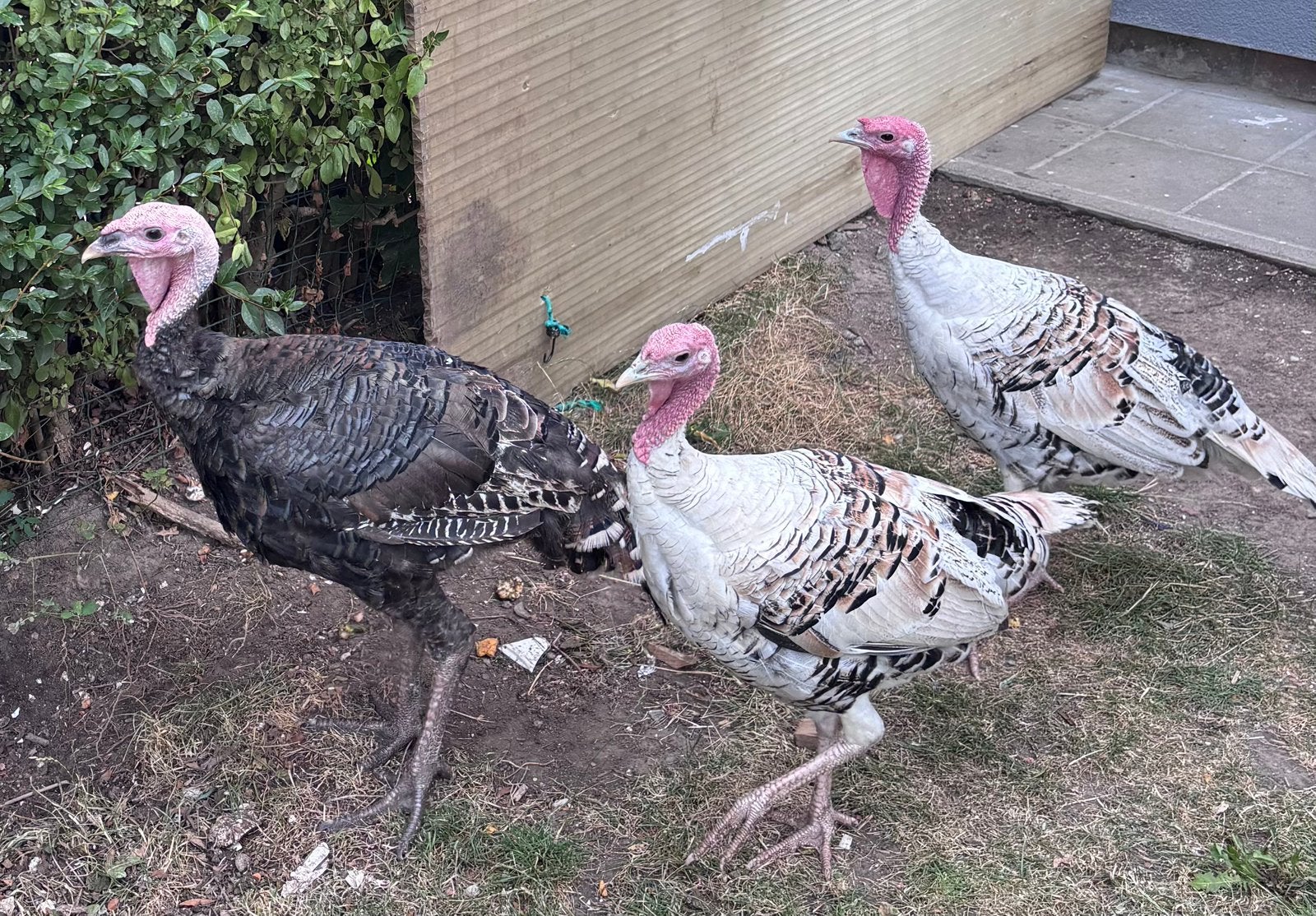 3 Dindons a vendre, Jardin & Terrasse, Enlèvement ou Envoi